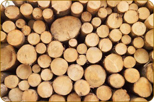 Зимняя древесина: характеристики и преимущества