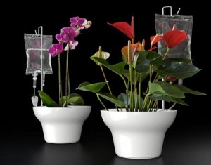 Как обеспечить автоматический полив цветов?